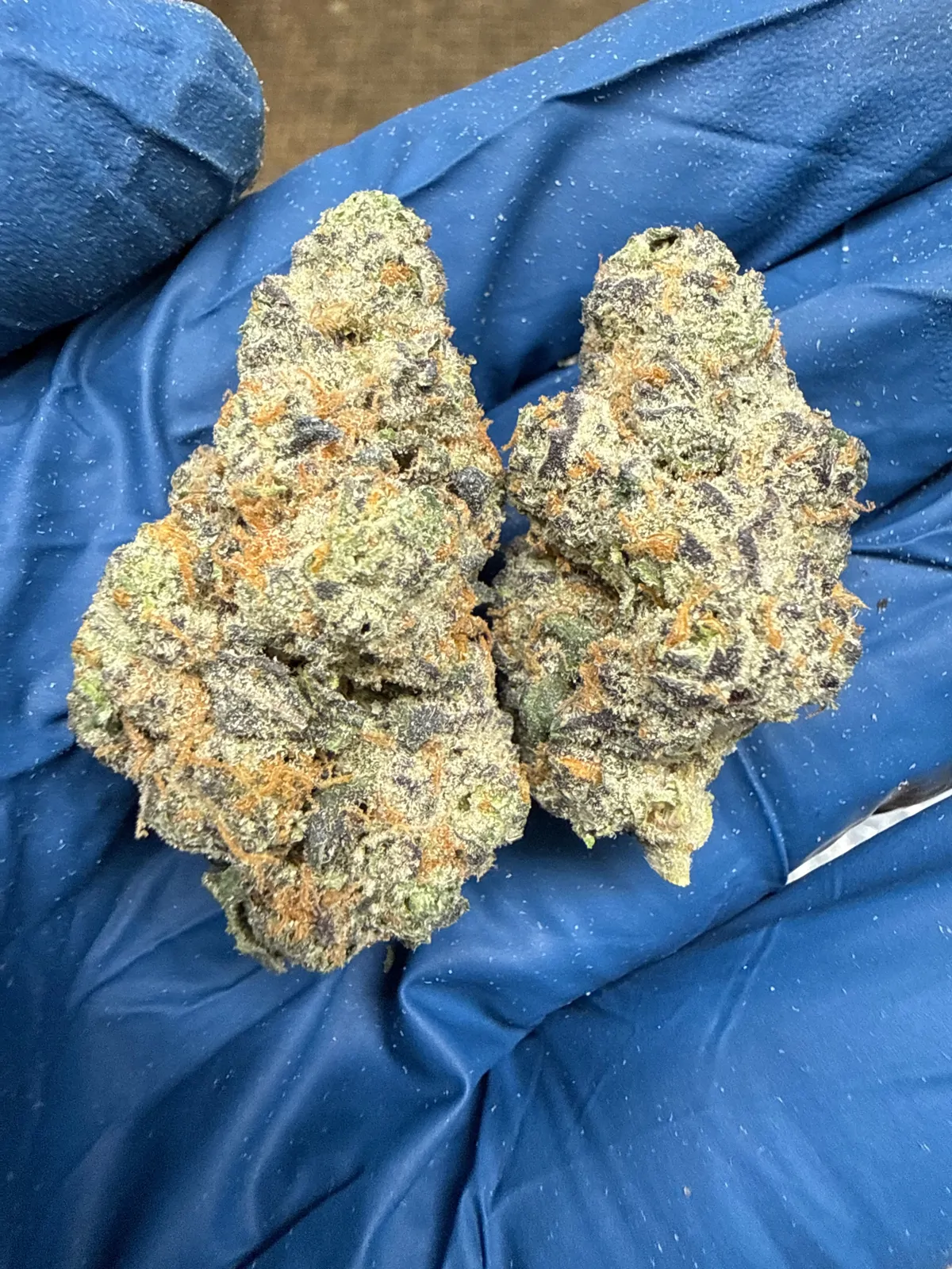Orange Apricot Mac Flower